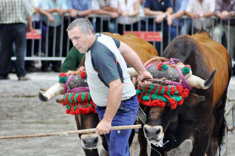 Agur Ergobiko festei, 
eta ongi etorri, Kabilakoei