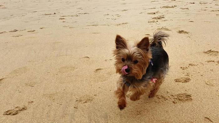 Udalak proposatu du toki batzuk mugatzea, txakurrak libre ibiltzeko