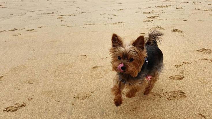 Udalak proposatu du toki batzuk mugatzea, txakurrak libre ibiltzeko