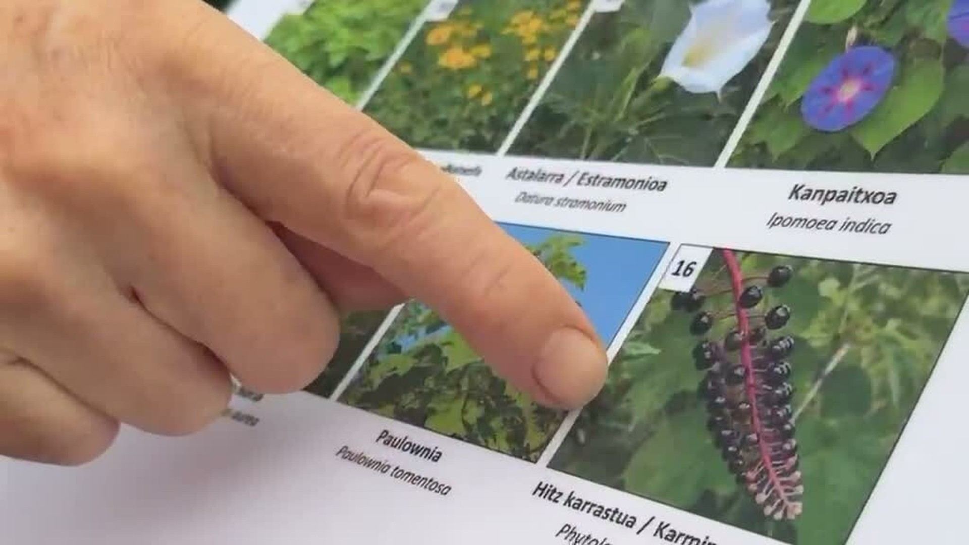 Urumeako espezie inbaditzaileak garbitzeko auzolana