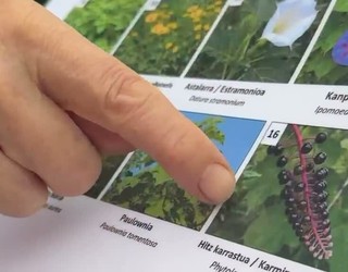 Urumeako espezie inbaditzaileak garbitzeko auzolana