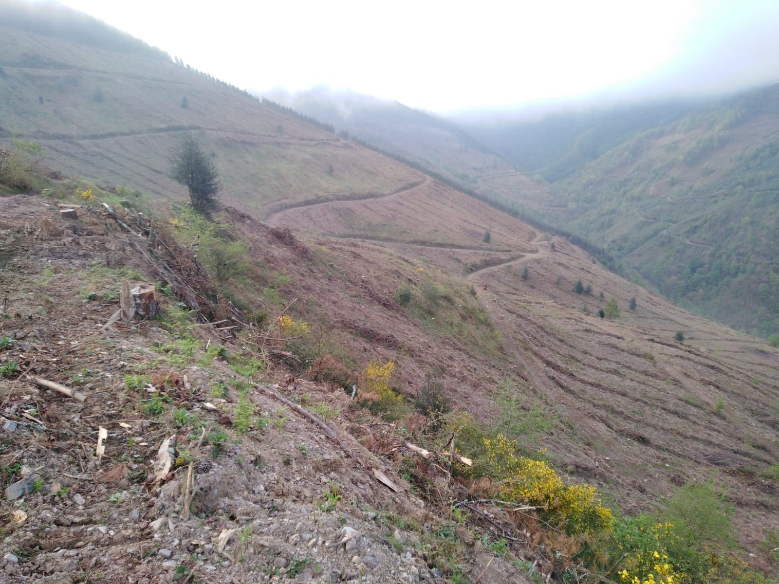 Haritzalde Naturzaleen elkarteak «atentatu ekologikoa» salatu nahi du