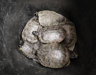 Animalia inbaditzaileak Hernaniko laku eta putzuetatik aterako dituzte