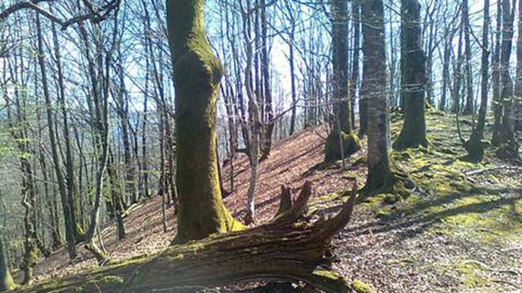 Oberanen barrena, Hernaniko pagadi zoragarriena ezagutuz