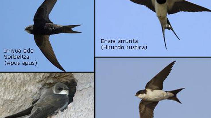 Hemen dira Enarak, eltxo harrapatzaile abilenetakoak 