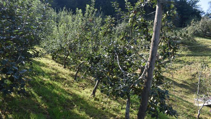 Sagarrondoak landatzeko dirulaguntzen deialdia onartu du Gipuzkoako Aldundiak