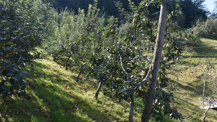 Sagarrondoak landatzeko dirulaguntzen deialdia onartu du Gipuzkoako Aldundiak