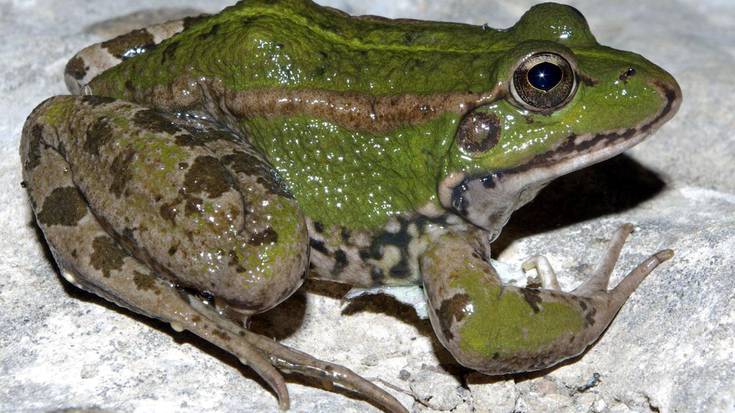 Ingela berdia, ur bazterretako kantari zalapartatsua