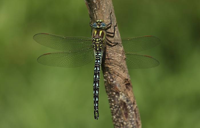 Burruntziak eta sorgin-orratzak aztergai auzolanean, udaberriarekin