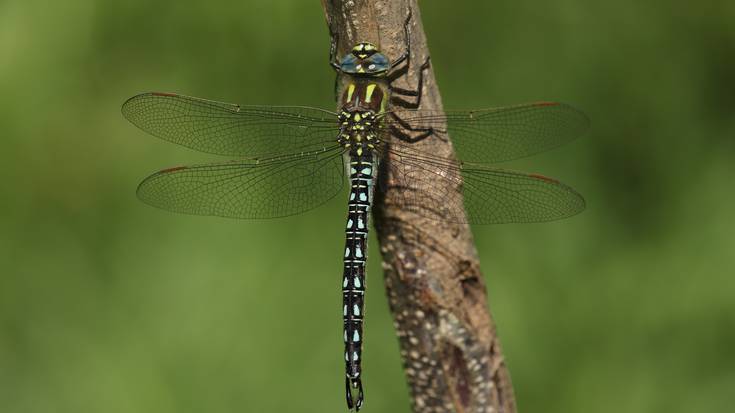 Burruntziak eta sorgin-orratzak aztergai auzolanean, udaberriarekin