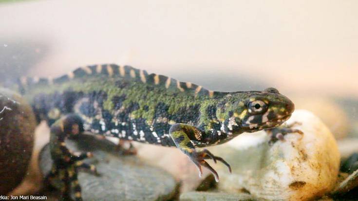 Oriamendiko putzuetako ezezaguna