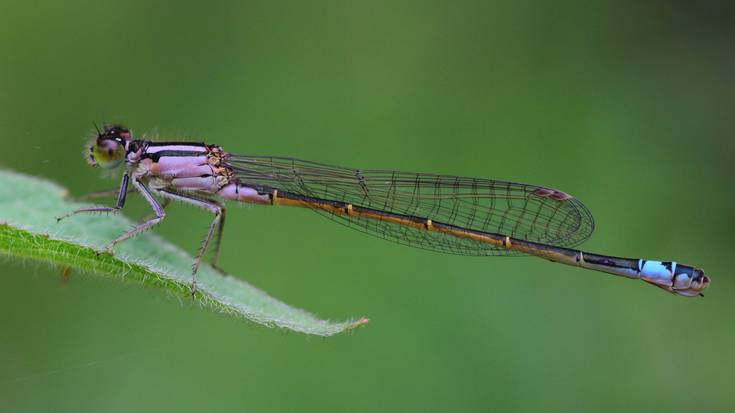 Mariorratz iberiarra