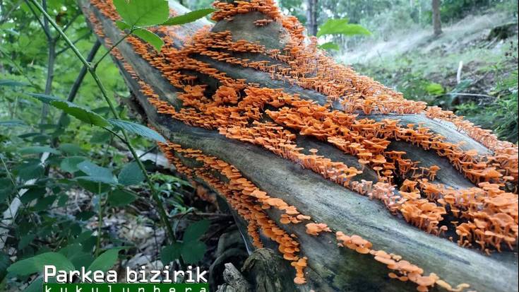 Madagascarreko onddo inbaditzailea, Astigarragan