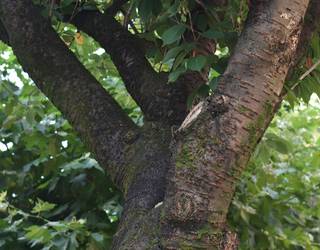 Ereñotzuko «zuhaitz bereziak» ezagutzeko ibilaldia, hilaren 19an