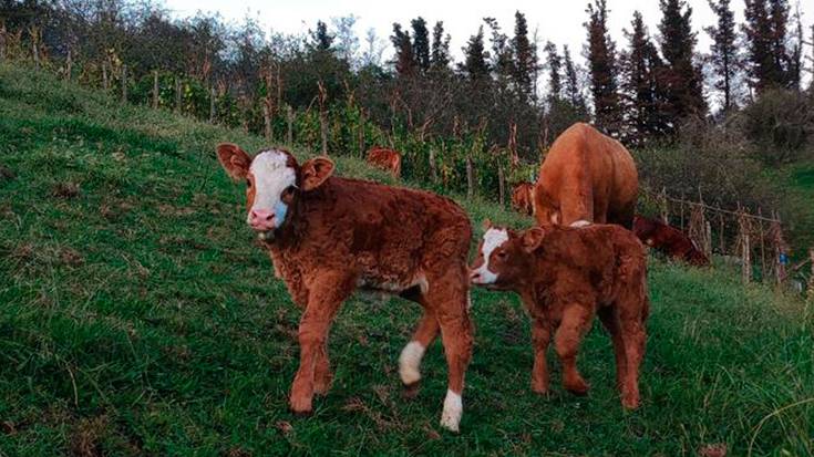 Baserritarrentzako ordezkapen zerbitzua jarri da martxan