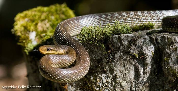 Sube beltza, kultura zaharrenek eta medikuntzak luzaroan gurtua
