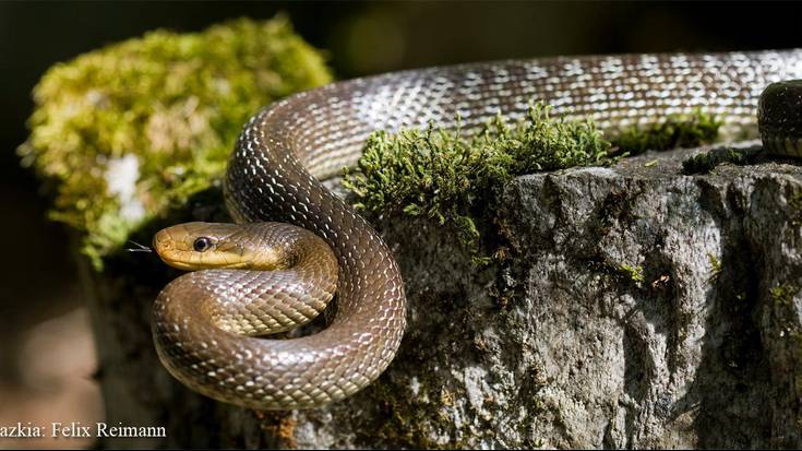 Sube beltza, kultura zaharrenek eta medikuntzak luzaroan gurtua