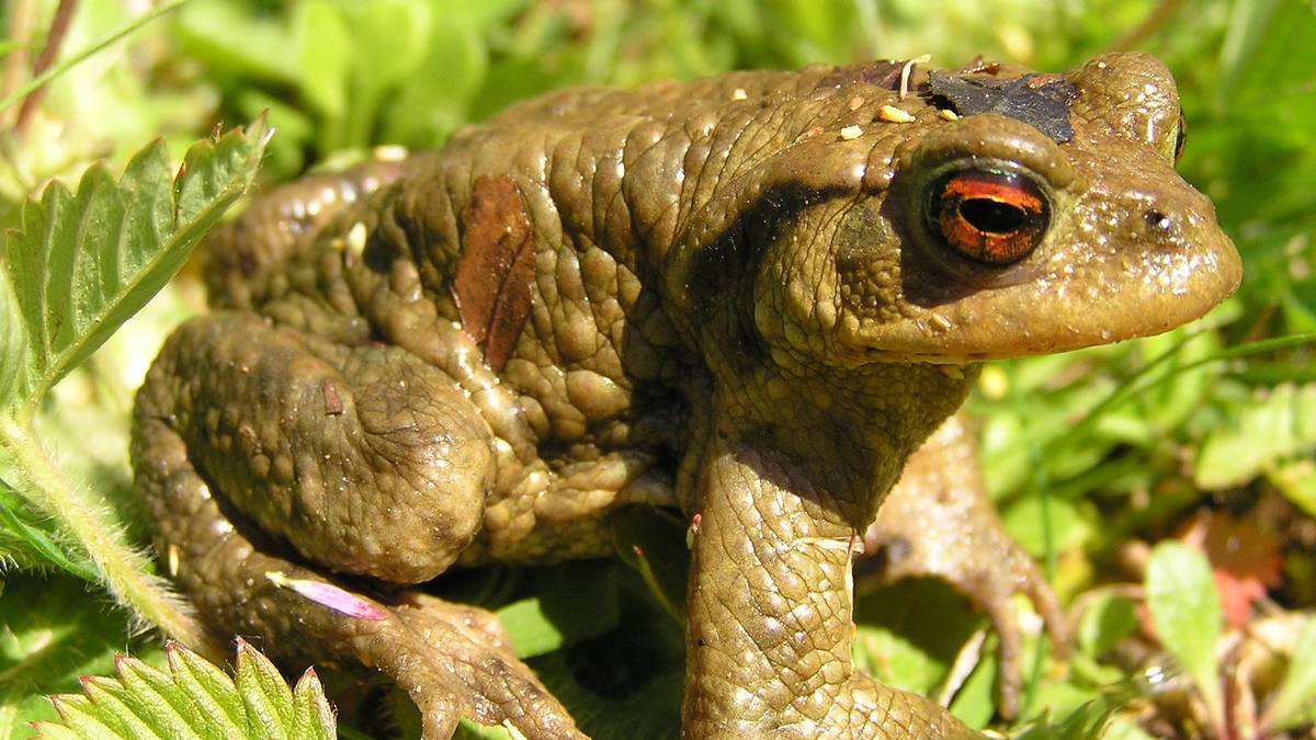 Goizuetarrak eta 'zapo' jendea