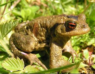 Goizuetarrak eta 'zapo' jendea