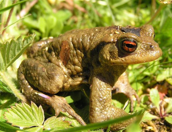 Goizuetarrak eta 'zapo' jendea