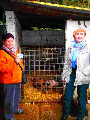 Mari Carmen Siesorentzat, Santo Tomasetako txerrikumea