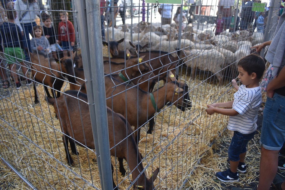 Euskal Jai jendetsuak ospatu dira, eguraldi ezin hobearekin