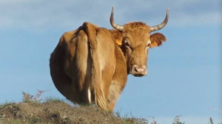 Ostegunera arte epea, azienden dirulaguntza kanpainarako ziurtagiriak eskatzeko