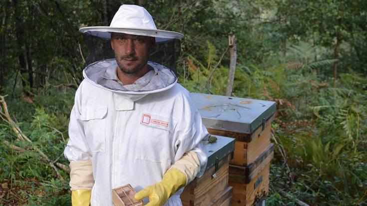 «Apitoxina, kortikoideak edo penizilina baino 80 aldiz eraginkorragoa da»