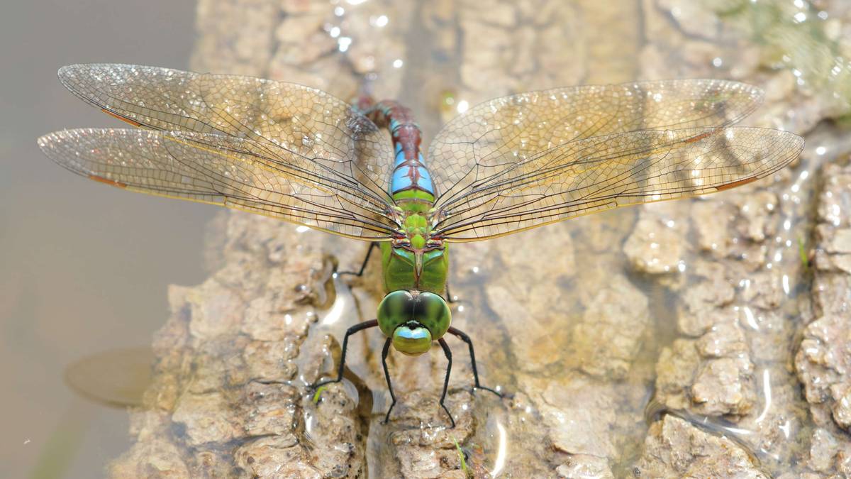 Enperadore handia