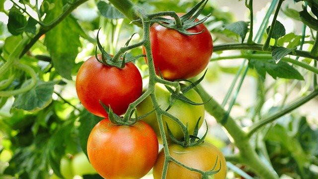 Tomate landareak osasuntsu edukitzeko tailerra gaur, Hernanin