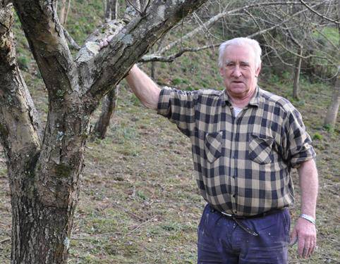 Bautista Goikoetxea - Elorrabi sagardotegia:
«Aurten ez da izan sagarrik; lorea erakutsi zuen, baina eguraldiak bota egin zion»
