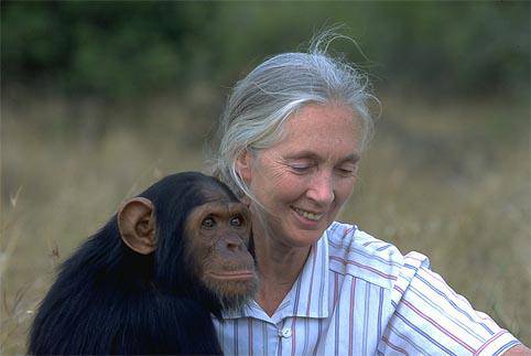 Txinpantzeei egindako ikerketari buruz hitz egingo du gaur Jane Goodall etologoak