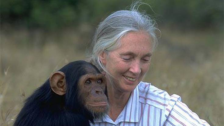 Txinpantzeei egindako ikerketari buruz hitz egingo du gaur Jane Goodall etologoak