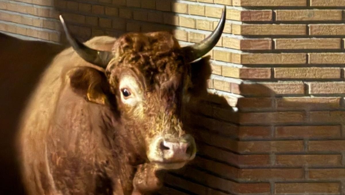Aziendak herrigunean ez ibiltzeko, herritarren eta abeltzainen arteko elkarlanerako deia egin du Udalak
