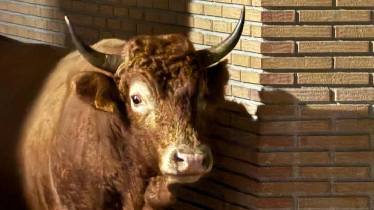 Aziendak herrigunean ez ibiltzeko, herritarren eta abeltzainen arteko elkarlanerako deia egin du Udalak