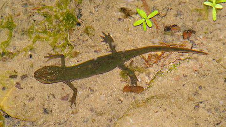 Lauhankekua edo arrobiyua, etxe ondoko iturri eta askatako zaintzaile isila