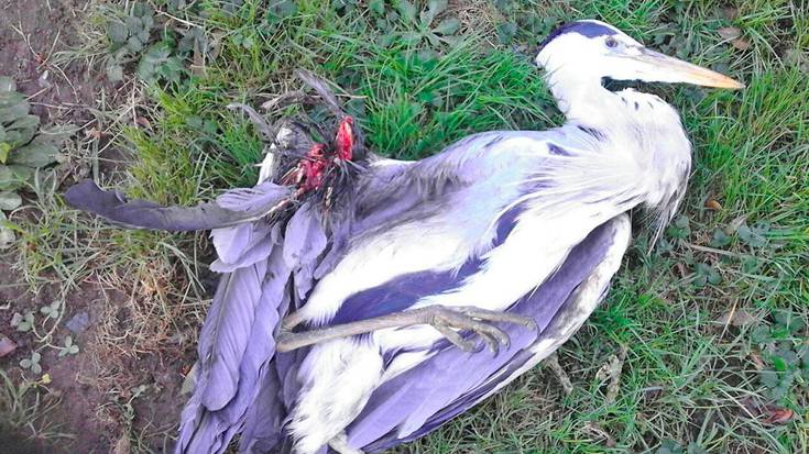 Eguzkik salatu du, lertxun bat tiroz hil dutela Hernanin