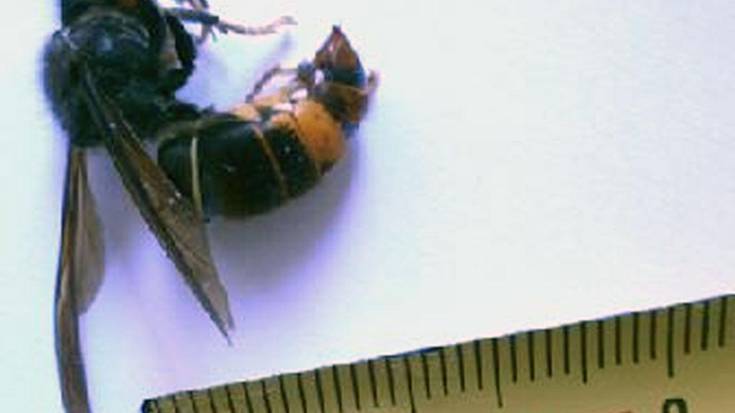  Erakusketa, liztor asiarrari buruz