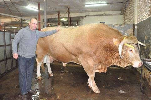 1.075 kilo pisatu ditu kanalean 
Mikel Lujanbioren zezenak, inoizko gehiena
