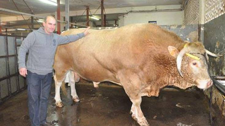 1.075 kilo pisatu ditu kanalean 
Mikel Lujanbioren zezenak, inoizko gehiena