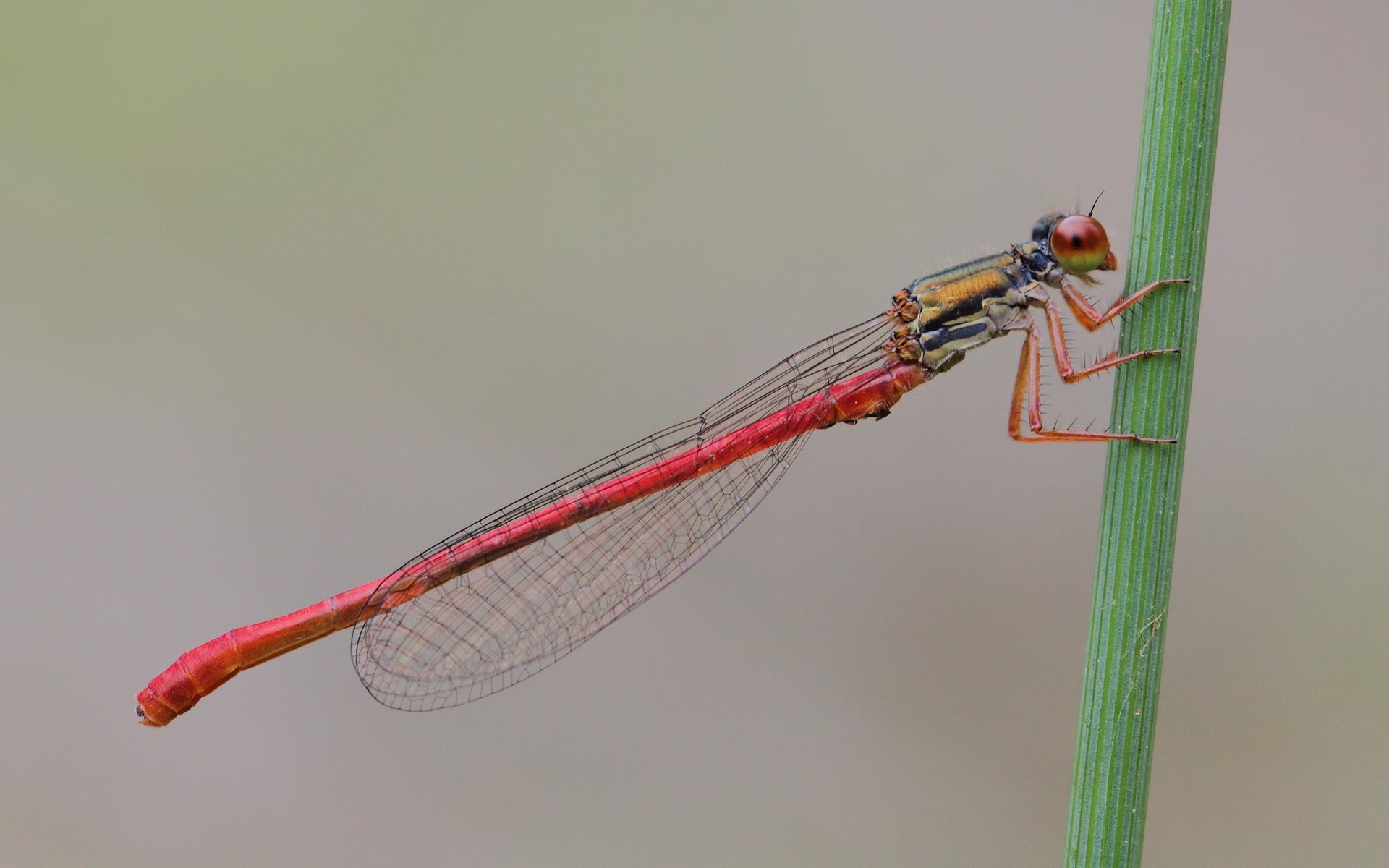 Andere-orratz hankagorria