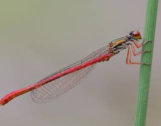 Andere-orratz hankagorria