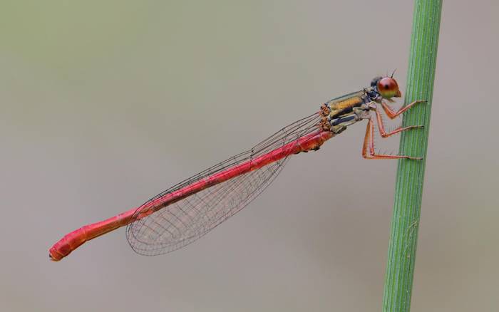 Andere-orratz hankagorria