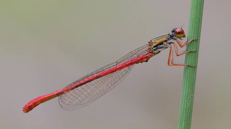 Andere-orratz hankagorria