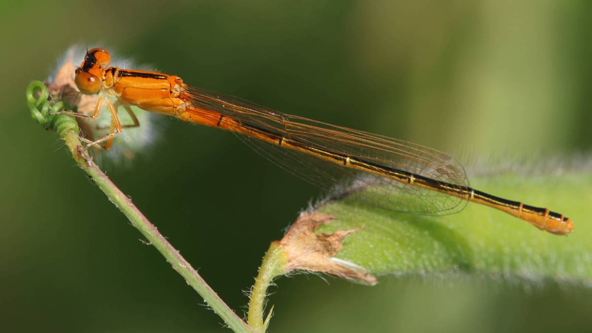 Mariorratz txikia