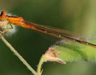 Mariorratz txikia