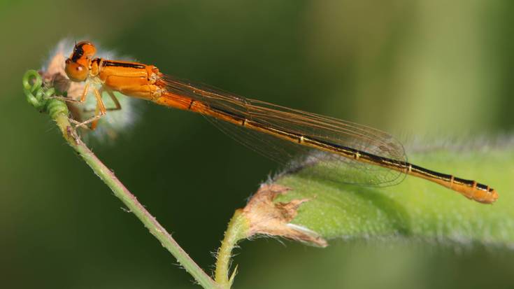 Mariorratz txikia