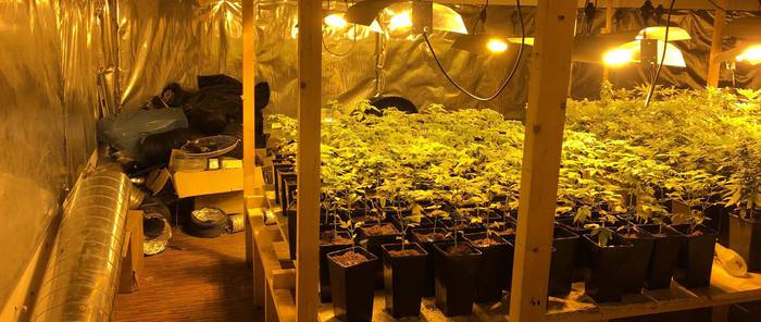 1.547 marihuana landare atzemanda, Astigarragan