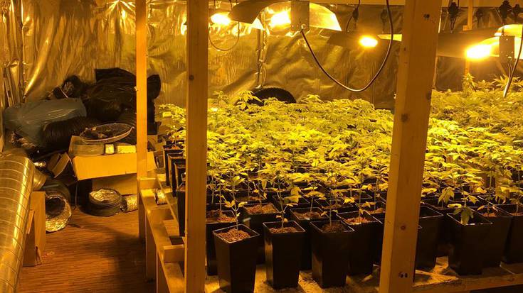 1.547 marihuana landare atzemanda, Astigarragan
