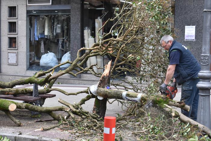 Haize gogorraren ondorioz, Urbieta kaleko zuhaitz bat hautsi eta lurrera erori da